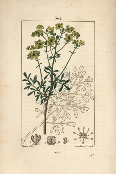 Ruta graveolens, mostrando fiore, foglia, stelo, seme e contorno. Incisione a puntasecca colorata a mano di Lambert Junior da un disegno di Pierre Jean-Francois Turpin da Pierre Jean Francois Turpin