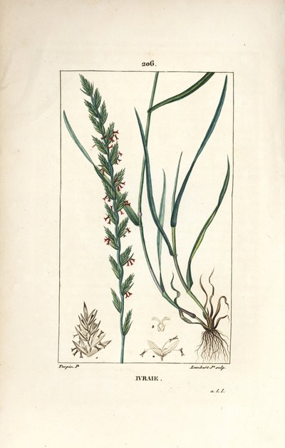 Loglio, Gramen loliaceum. Incisione a puntasecca colorata a mano di Lambert Junior da un disegno di Pierre Jean-Francois Turpin da 