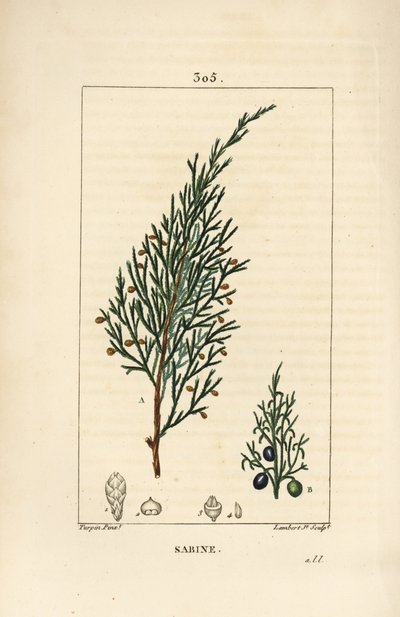 Ginepro sabino, Juniperus sabina, con bacca, foglia, stelo e seme. Incisione a puntasecca colorata a mano di Lambert Junior da un disegno di Pierre Jean-Francois Turpin da Chaumeton, Poiret e Chamberet