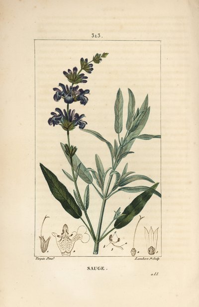 Salvia officinale da Pierre Jean Francois Turpin