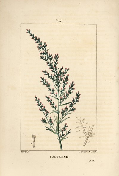 Assenzio varieta - Artemisia santonicum da Pierre Jean Francois Turpin