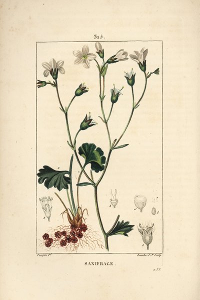 Sassifraga granulata o sassifraga a bulbi - Sassifraga dei prati, Saxifraga granulata, con fiore, foglia, stelo e radice da Pierre Jean Francois Turpin