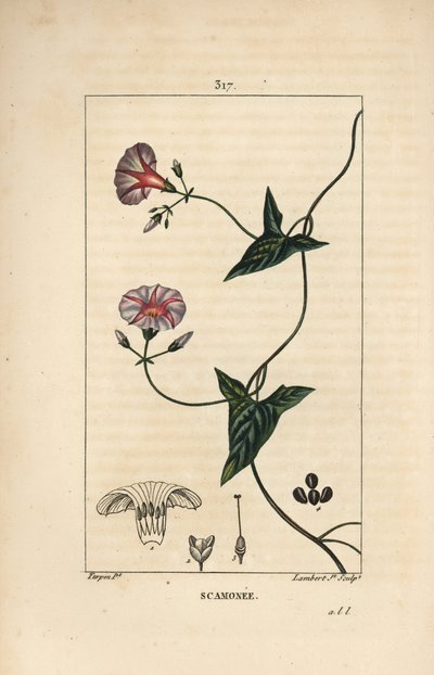 Scammonea - Convolvulus scammonia da Pierre Jean Francois Turpin