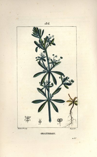 Scratteron o rieble, grateron, lingua graffiante, gaille da Pierre Jean Francois Turpin