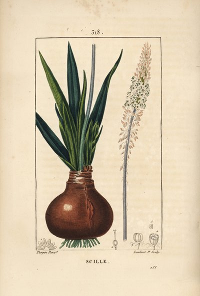 Scilla marittima, Drimia maritima, con bulbo, foglia, stelo e fiore da Pierre Jean Francois Turpin