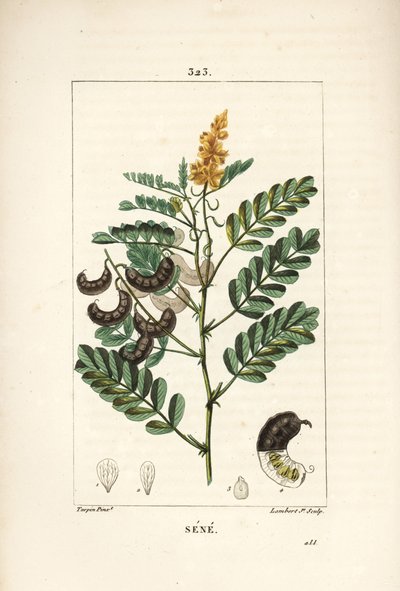 Sena - Senna alessandrina, con fiore, foglia, stelo e seme da Pierre Jean Francois Turpin
