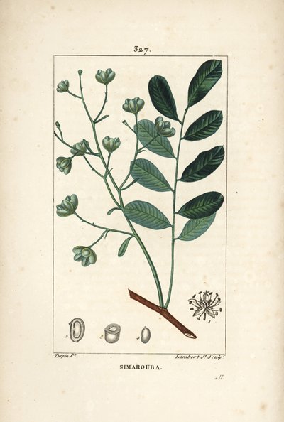 Simarouba amara - Marupa o legno amaro da Pierre Jean Francois Turpin