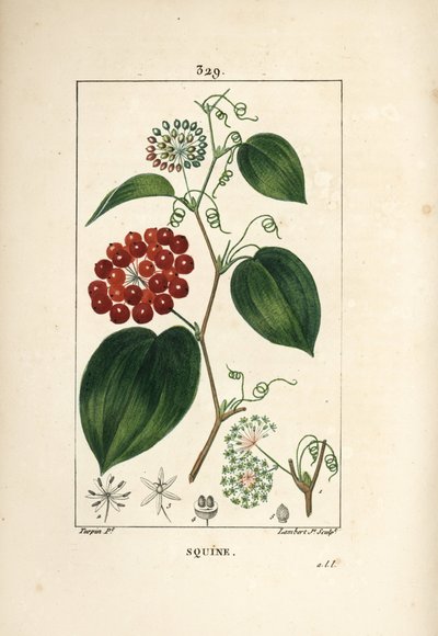 Varietà di Smilax - Smilax cinese, con fiore, viticcio, foglia e frutto da Pierre Jean Francois Turpin