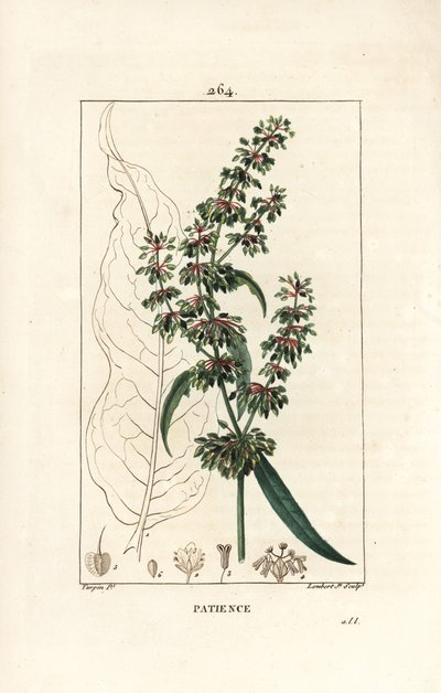 Romice pazienza da Pierre Jean Francois Turpin