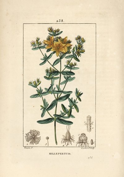 Iperico, Iperico perforato, Hypericum perforatum da Pierre Jean Francois Turpin
