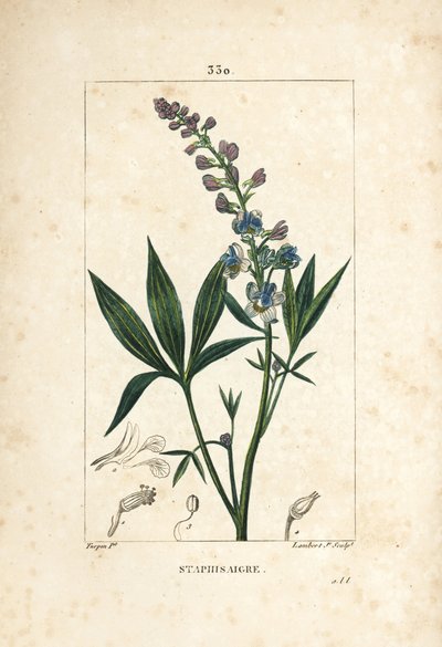 Stafisagria - Delphinium staphisagria, con fiore, foglia, stelo e seme da Pierre Jean Francois Turpin