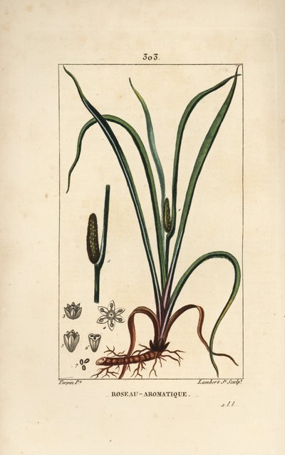 Calamo aromatico, Acorus calamus, con seme, foglia e radice da Pierre Jean Francois Turpin