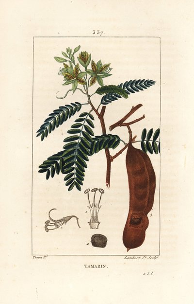 Tamarindo, Tamarindus indica, mostrando fiore, foglia e baccello. Incisione a puntasecca colorata a mano di Lambert Junior da un disegno di Pierre Jean-Francois Turpin da Pierre Jean Francois Turpin
