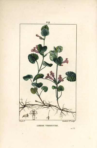 Edera terrestre - Edera terrestre, Hedera terrestris da Pierre Jean Francois Turpin
