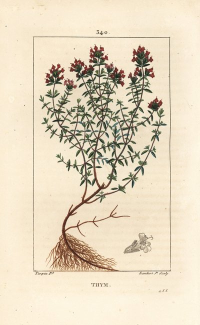 Timo, Thymus vulgaris da Pierre Jean Francois Turpin