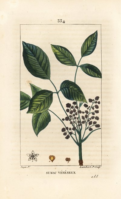 Liana tossica - Quercia velenosa, Toxicodendron pubescens. Incisione a puntasecca colorata a mano di Lambert Junior da un disegno di Pierre Jean-Francois Turpin da Pierre Jean Francois Turpin