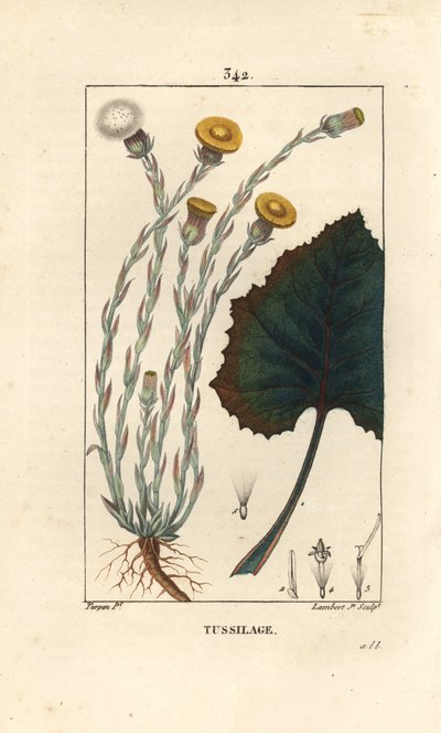 Tussilago o piede d
