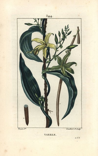 Vaniglia da Pierre Jean Francois Turpin