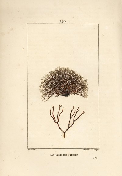 Varietà di fucus, Fucus helminthocorton da Pierre Jean Francois Turpin
