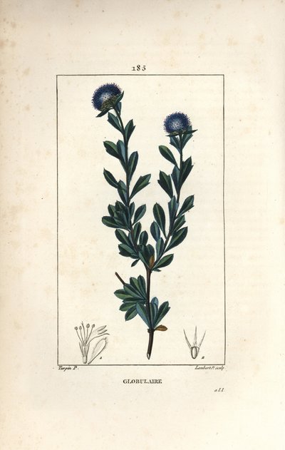 Varietà di globularia - Globularia fruticosa a tre denti da Pierre Jean Francois Turpin