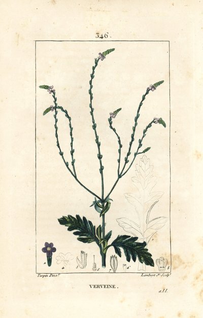 Verbena o Erba Sacra, Vena di Venere o Erba delle Streghe - Verbena officinalis da Pierre Jean Francois Turpin