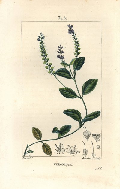 Veronica officinale da Pierre Jean Francois Turpin