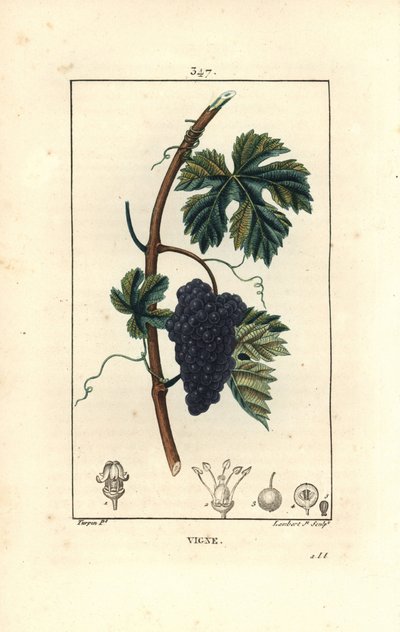 Vite - Vitis vinifera, con frutto, foglia, viticcio e stelo. Incisione a puntasecca colorata a mano di Lambert Junior da un disegno di Pierre Jean-Francois Turpin da Pierre Jean Francois Turpin