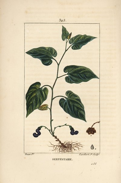 Serpentaria della Virginia - Aristolochia serpentaria da Pierre Jean Francois Turpin