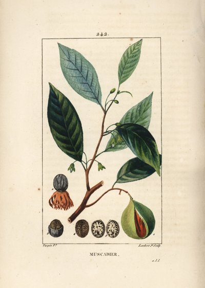 Noce vomica, Myristica moschata da Pierre Jean Francois Turpin