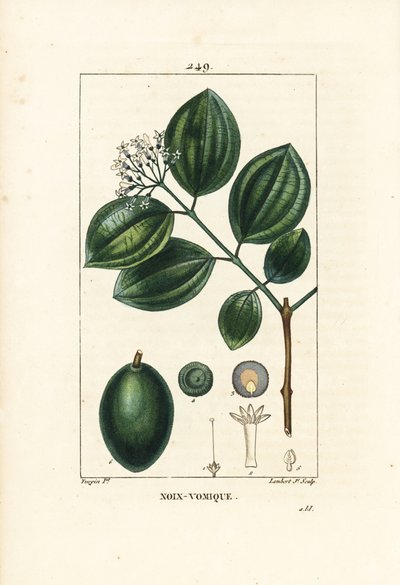 Vomiker - Albero della stricnina o noce velenosa, Strychnos nux-vomica, con frutto, seme, foglia e fiore. Incisione a puntasecca colorata a mano di Lambert Junior da un disegno di Pierre Jean-Francois Turpin da Chaumeton, Poiret e Chamberet