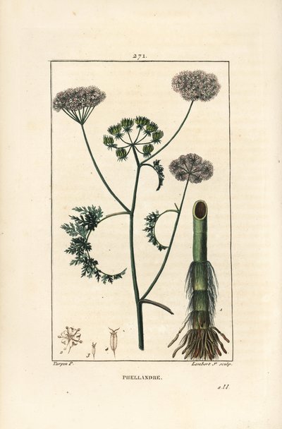 Finocchio d