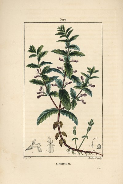Teucrium scordium, mostrando fiore, foglia, stelo e radici. Incisione a puntasecca colorata a mano di Lambert Junior da un disegno di Pierre Jean-Francois Turpin da Pierre Jean Francois Turpin