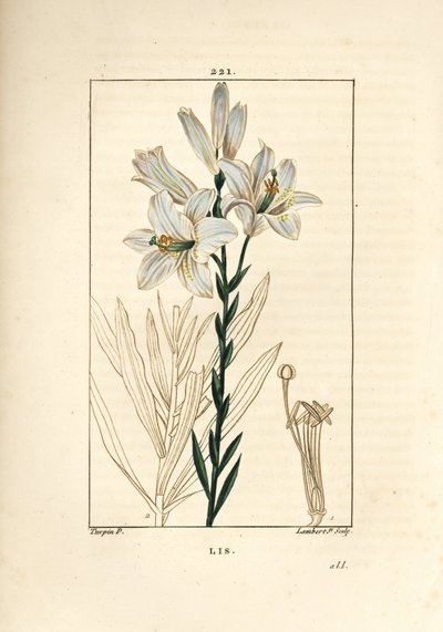 Giglio bianco o giglio della Madonna - Giglio bianco, Lilium candidum. Incisione a puntasecca colorata a mano di Lambert Junior da un disegno di Pierre Jean-Francois Turpin da 