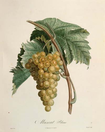 Uva moscato bianca di Pierre Jean Francois Turpin da Pierre Jean Francois Turpin