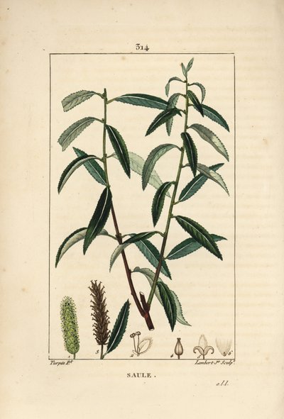 Salice bianco o Salice argentato da Pierre Jean Francois Turpin