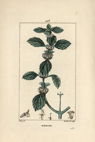 Marrubio bianco o comune, Marrubium vulgare da Pierre Jean Francois Turpin