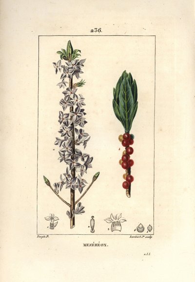 Legno grazioso, verde, Daphne graziosa - Mezereo, Daphne mezereum. Incisione a puntasecca colorata a mano di Lambert Junior da un disegno di Pierre Jean-Francois Turpin da 