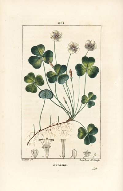 Acetosella dei boschi da Pierre Jean Francois Turpin