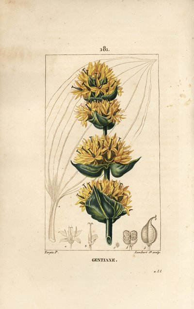 Genziana gialla o grande genziana - Genziana, Gentiana lutea. Incisione a puntasecca colorata a mano di Lambert Junior da un disegno di Pierre Jean-Francois Turpin da 
