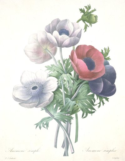 Anemone semplice, Anemone simplex, inciso da François Langlois, da Choix des Plus Belle Fleurs et des Plus Beaux Fruits da Pierre Joseph (after) Redoute