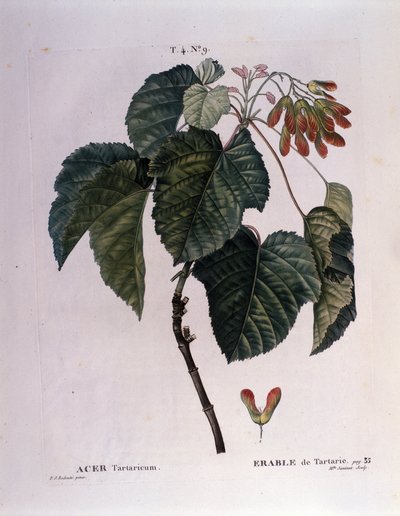 Botanica: Ramo di acero. Tavola tratta da “Nouveau Duhamel du Monceau o Trattato degli Alberi e Arbusti Coltivati in Francia” Acquerello di Pierre Joseph Redoute (1759-1840) 1819 da Pierre Joseph (after) Redoute