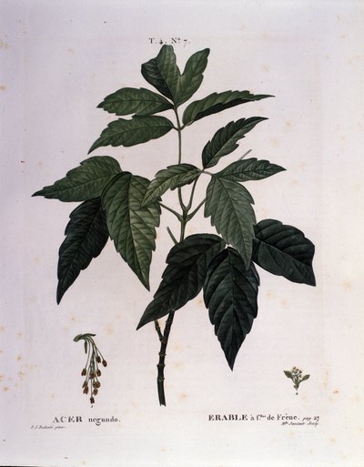 Botanica: ramo di acero. Tavola tratta da "Nouveau Duhamel du Monceau o Trattato degli Alberi e Arbusti Coltivati in Francia". Acquerello di Pierre Joseph Redoute (1759-1840) 1819 da Pierre Joseph (after) Redoute