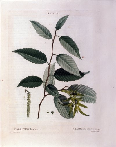 Botanica: Ramo di carpino. Tavola tratta da “Nouveau Duhamel du Monceau o Trattato degli Alberi e Arbusti Coltivati in Francia” Acquerello di Pierre Joseph Redoute (1759-1840) 1819 da Pierre Joseph (after) Redoute