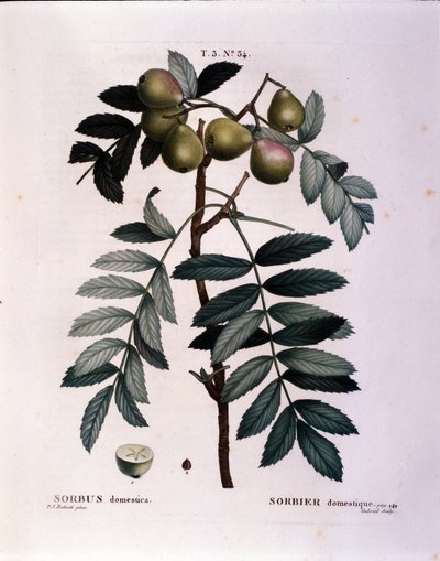 Botanica: ramo di sorbo domestico (Sorbus domestica). Tavola disegnata da “Nouveau Duhamel du Monceau o Trattato degli Alberi e Arbusti Coltivati in Francia”. Acquerello di Pierre Joseph Redoute (1759-1840) 1819 da Pierre Joseph (after) Redoute