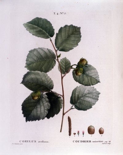 Botanica: ramo di nocciolo. Tavola tratta da 