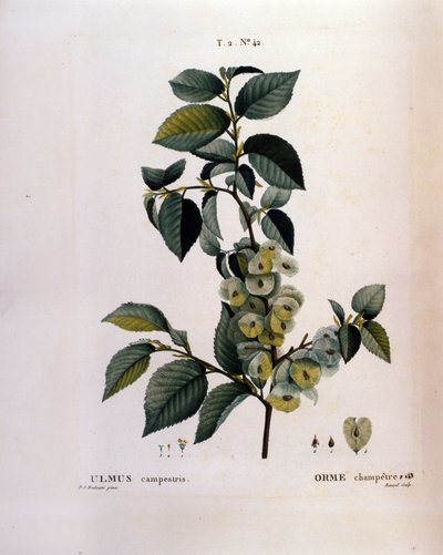 Botanica: ramo di olmo. Tavola tratta da Nouveau Duhamel du Monceau ou Traité des Arbres et Arbustes Cultivés en France. Acquerello di Pierre Joseph Redouté (1759-1840) 1819 da Pierre Joseph (after) Redoute