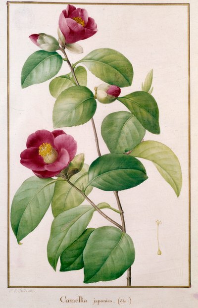 Camellia japonica Tavola botanica da Pierre Joseph (after) Redoute