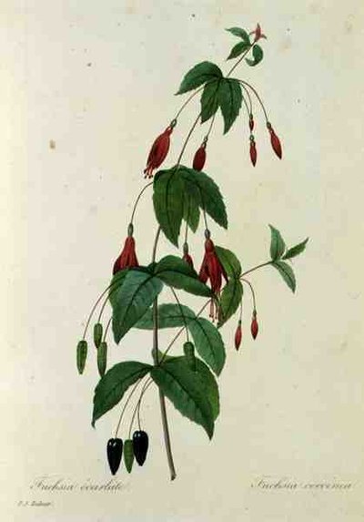 Fuchsia coccinea, da 