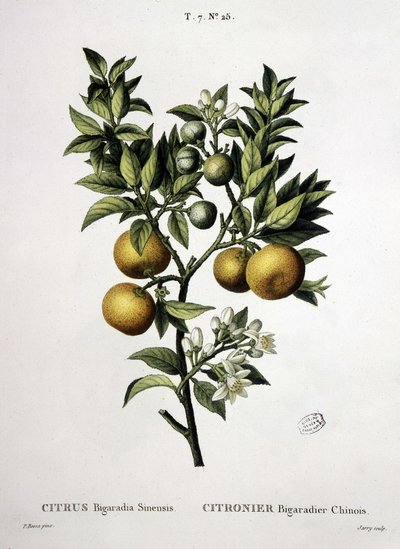Albero di limone cinese bigaradier - in 