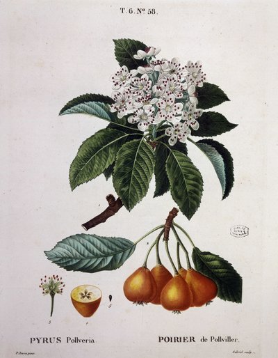 Poirier de Pollviller - in “Nouveau Duhamel du Monceau ou traité des arbres et arbustes que le culture en France”, figure secondo i disegni di P.J. Redoute e P. Bessa, Parigi da Pierre Joseph (after) Redoute